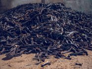 Pilha de sementes de alfarroba de cor preta nas vagens no armazém. — Fotografia de Stock
