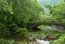 Paisagem de pedra musgosa ponte coberta acima da água da lagoa na exuberante floresta tropical Yanoda, China — Fotografia de Stock
