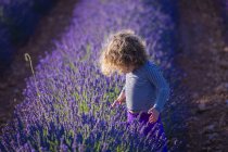 Focada menina encaracolado em pé no arbusto de flores de lavanda florescendo no campo — Fotografia de Stock