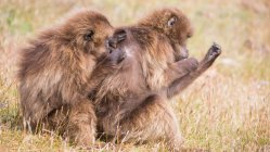Бабуины заботятся друг о друге и расчесывают мех на природе — стоковое фото