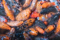Haufen asiatischer Karpfen koi in Wasser füttern mit Hunger — Stockfoto