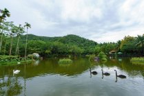 Cisnes negros nadando no lago no jardim tropical, Yanoda Rainforest, China — Fotografia de Stock