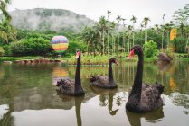 Schwarze Schwäne schwimmen im tropischen Garten, Yanoda-Regenwald, China — Stockfoto