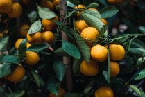 Крупный план ветки деревьев с спелыми апельсиновыми мандаринами, растущими в саду — стоковое фото