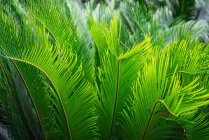 Lush vegetation of Cycas ornamental tree leaves growing in garden — Stock Photo