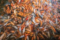 Montón de carpas asiáticas koi en agua alimentándose de hambre - foto de stock
