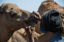 Vista da colheita da pessoa sem rosto dirigindo rebanho de camelos da estrada com carro de equitação — Fotografia de Stock