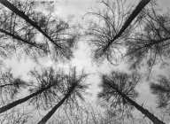 Black and white view of leafless tall tree against sky — Stock Photo