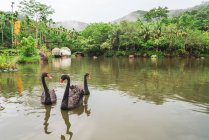 Черные лебеди плавают в тропическом саду, Янода тропический лес, Китай — стоковое фото