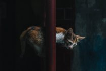 Вид сбоку трехцветного котенка, сидящего на трубе и отводящего взгляд — стоковое фото