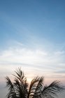 Palmenzweige und Sonnenuntergang über dem Ozean auf der Insel Koh Phangan, Thailand. — Stockfoto