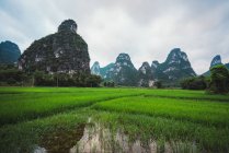 Contrastando arroz arrozal y altas montañas en el fondo, Guangxi, China - foto de stock