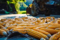 Gros plan sur les épis de maïs éparpillés sur la route à la campagne — Photo de stock