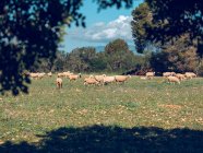 Manada de ovejas pastando en prado verde en día soleado. - foto de stock
