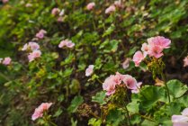 Крупный план розовых цветов зеленых экзотических кустов, растущих в саду — стоковое фото