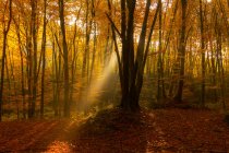 Sonnenlicht strahlt durch Baumkronen im herrlichen Herbstwald. — Stockfoto