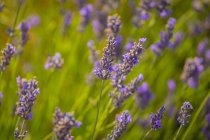 Close-up of tender blooming flowers of lavender with green stems and foliage — Stock Photo