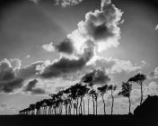 Árboles que crecen en tierras de cultivo bajo el cielo con nubes y sol brillante - foto de stock