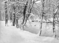 Eau glacée entourée d'arbres enneigés en hiver — Photo de stock