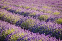 Landschaft aus violett blühendem Lavendel auf Feld — Stockfoto