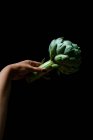 Unknown woman hand holding an artichoke on black background — Stock Photo