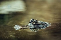 Small crocodile hiding under water near tree while swimming in zoo pond — Stock Photo