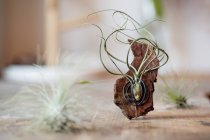 Closeup view of decoration made of piece of tree bark and green rambling plant standing on table with downy flowers on blurred background of room — Stock Photo