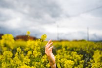 Female outstretching hand among yellow fresh flowers in field with clouds on background — Stock Photo