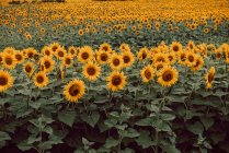 Пейзаж соняшників у полі — стокове фото