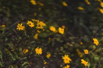 Piccoli fiori gialli in fiore che crescono in erba verde nella natura. — Foto stock