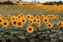 Landschaft aus Sonnenblumen im Feld — Stockfoto