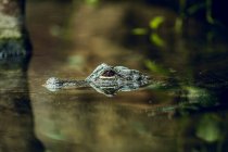 Small crocodile hiding under water near tree while swimming in zoo pond — Stock Photo