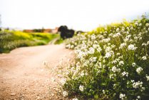 Erba verde lussureggiante con fioritura piccoli fiori bianchi che crescono su strada rurale — Foto stock