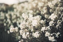 Крупним планом маленький білий квітучий кущ, що росте в природі . — стокове фото