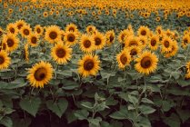 Landschaft aus Sonnenblumen im Feld — Stockfoto