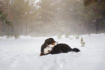 Bernese mountain dog is resting on the snowy forest in a winter sunny day. — Stock Photo