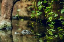 Маленький крокодил прячется под водой возле дерева во время купания в зоопарке — стоковое фото