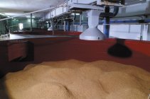 Golden barley for beer — Stock Photo