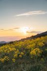 Flores silvestres amarelas florescendo bonitas e por do sol — Fotografia de Stock