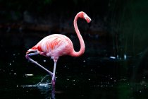 Incroyable flamant rose debout dans l'eau de l'étang sombre dans le zoo — Photo de stock