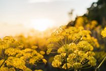 Schöne blühende gelbe Wildblumen und Sonnenuntergang — Stockfoto
