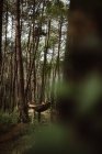 Personne couchée dans un hamac vert au milieu d'arbres dans une forêt en Cantabrie, Espagne — Photo de stock