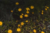 Piccoli fiori gialli in fiore che crescono in erba verde nella natura. — Foto stock