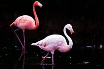 Удивительные розовые фламинго, стоящие в воде темного пруда в зоопарке — стоковое фото