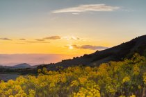 Цветущие желтые полевые цветы и закат — стоковое фото