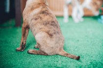 Коричневый щенок, сидящий на зеленой лавке — стоковое фото