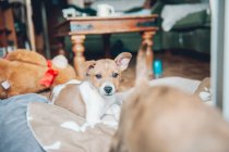 Прекрасный любопытный щенок лежит на одеяле — стоковое фото