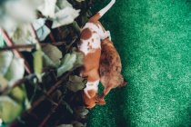 Lindos cachorros jugando en valla en césped verde - foto de stock