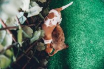 Simpatici cuccioli che giocano alla recinzione sul prato verde — Foto stock