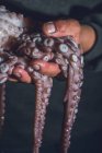 Der Mensch hält einen rohen Oktopus in seinen Händen. Dunkles Foto. — Stockfoto